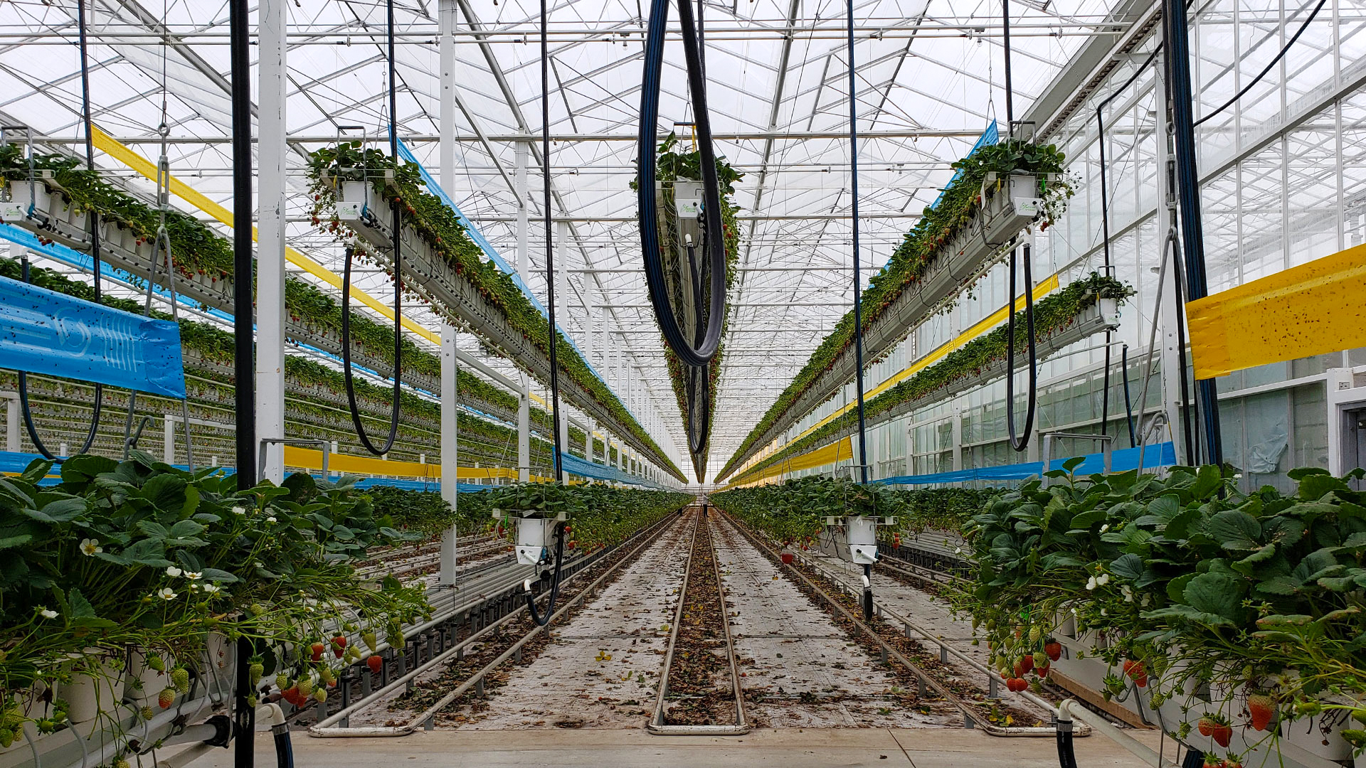 Vegetables & Fruits: Commercial Greenhouses, Design, Construction