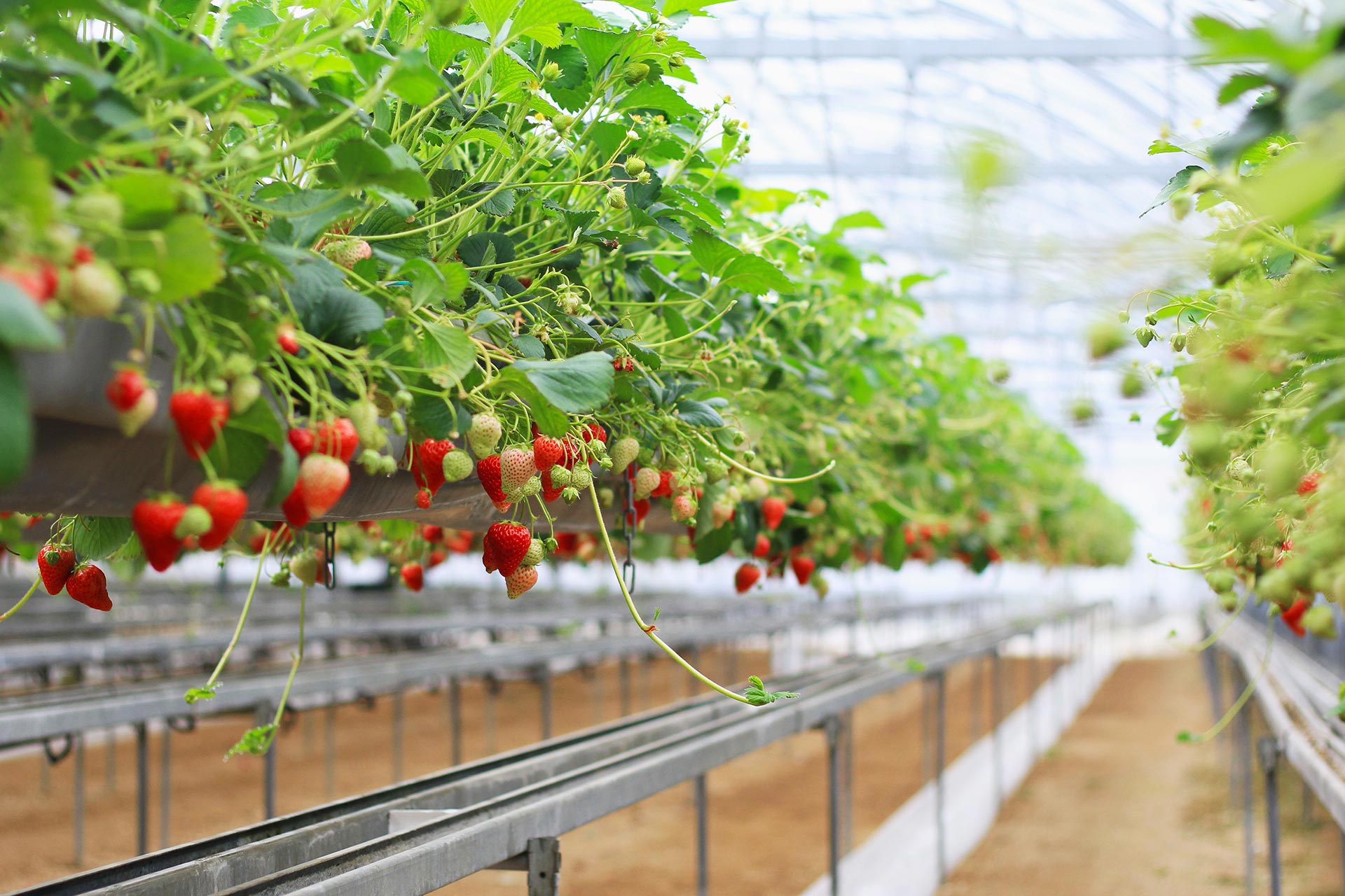 commercial-greenhouse-for-fruits-vegetables-prospiant