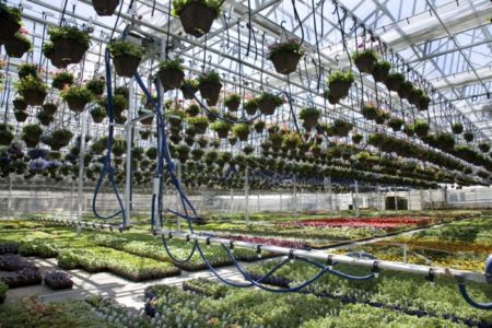 Commercial Greenhouse Hanging Basket Watering System - Prospiant