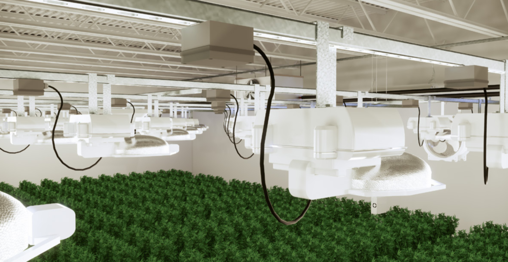 A shot of a Retail Lighting in a greenhouse for Cannabis cultivation