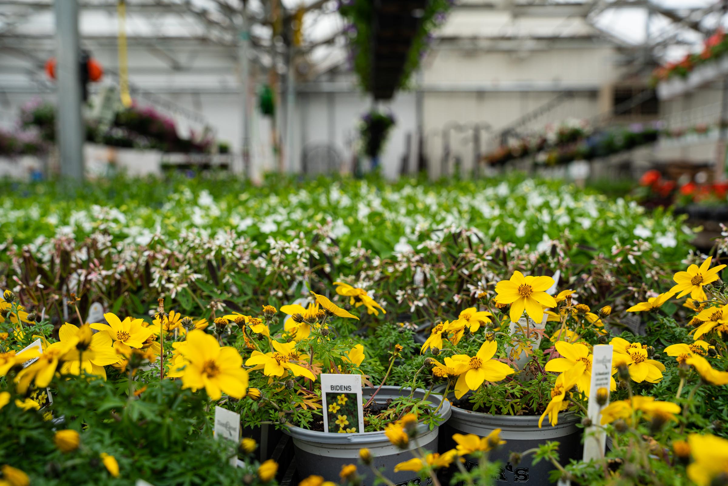 Flowers Retail Pleasant View Gardens