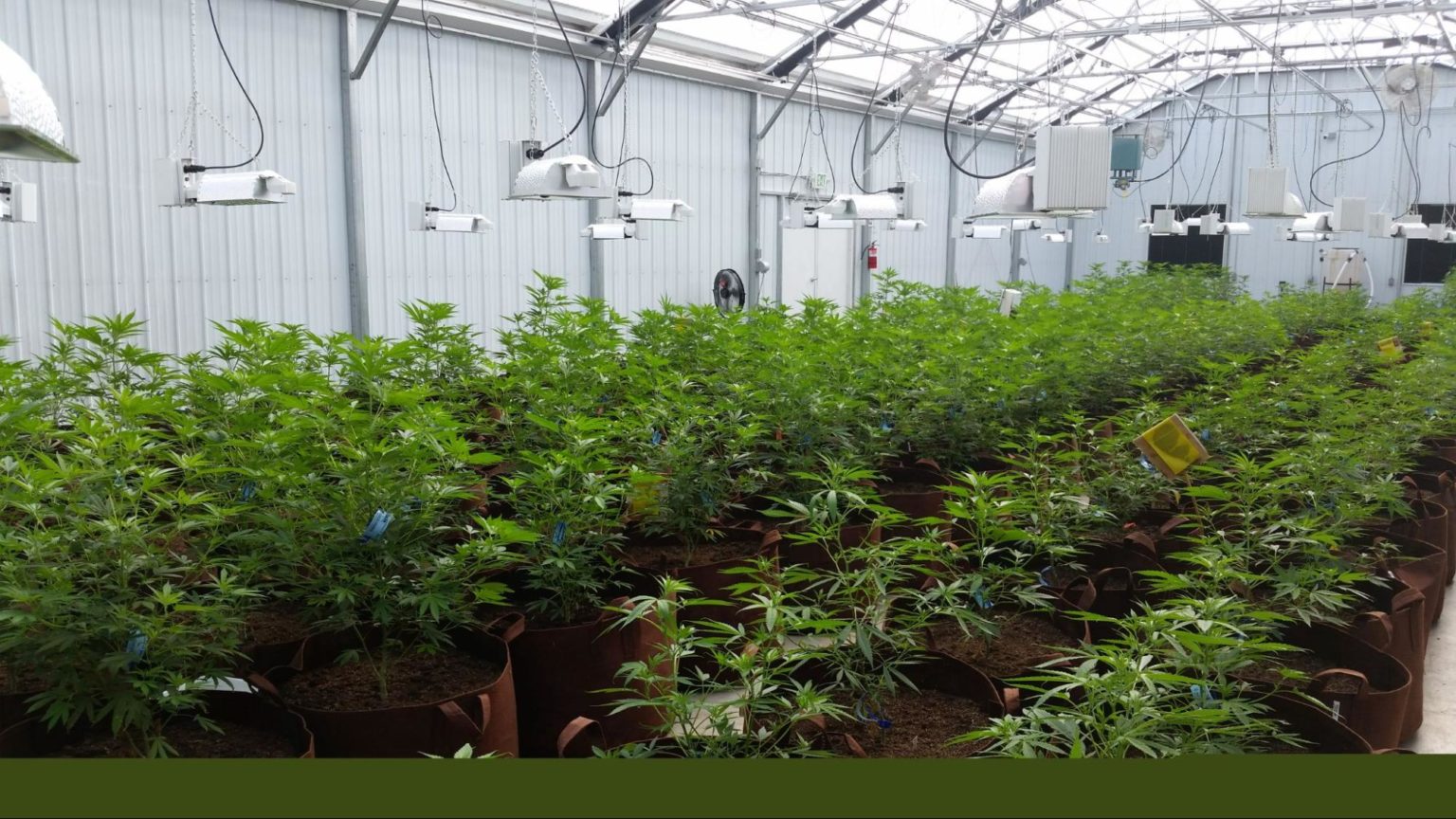 The Complete Cannabis Cultivation Sops Guide - Prospiant