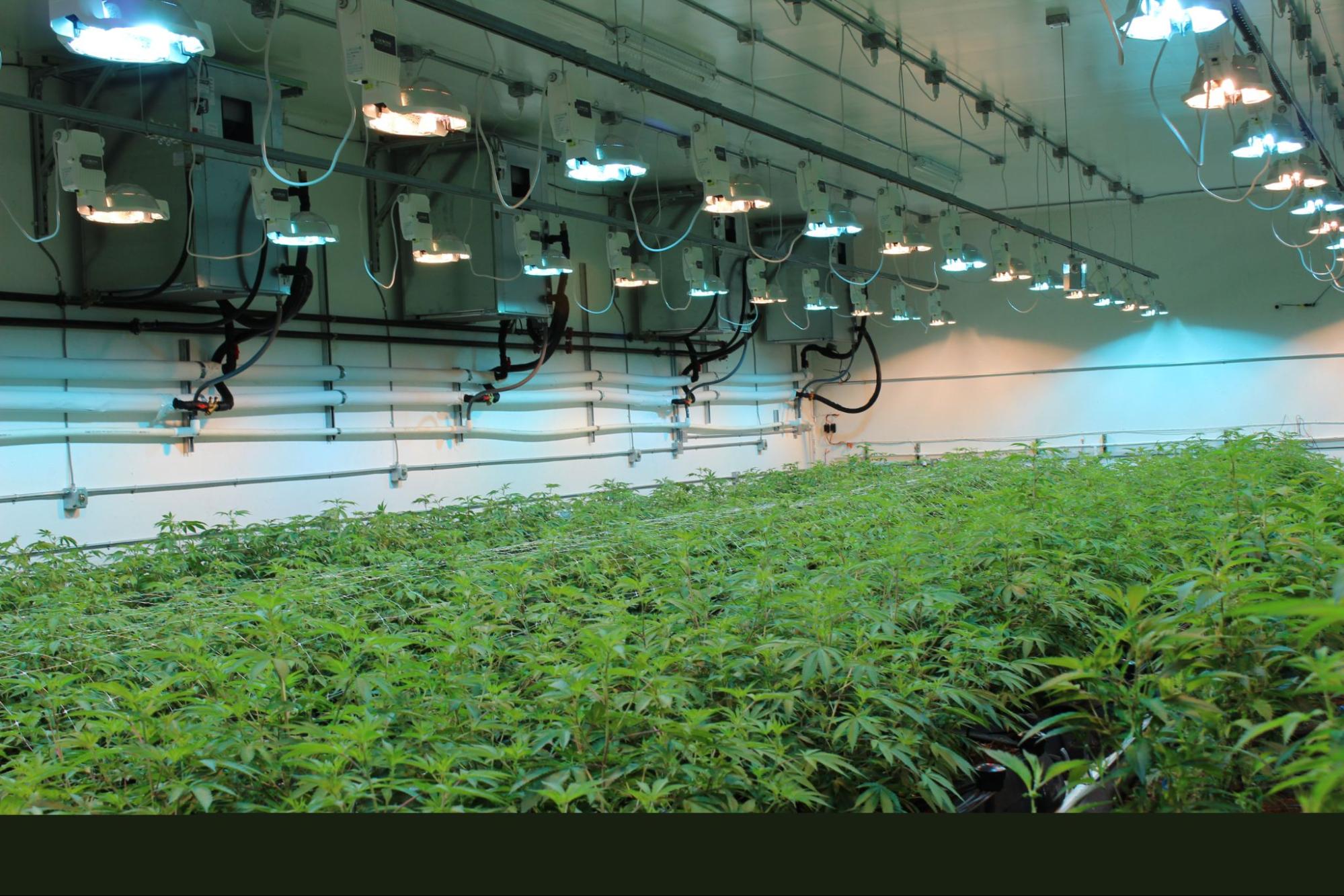 The Complete Cannabis Cultivation Sops Guide - Prospiant