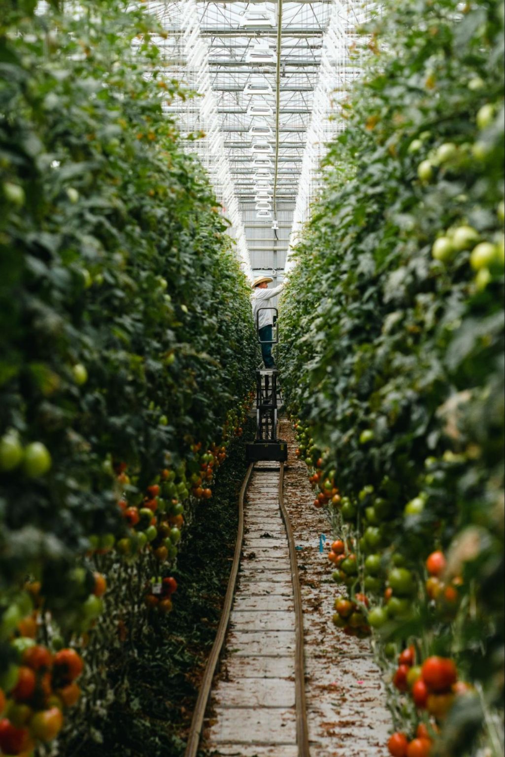 How Much Does It Cost to Build A Commercial Greenhouse? | Prospiant