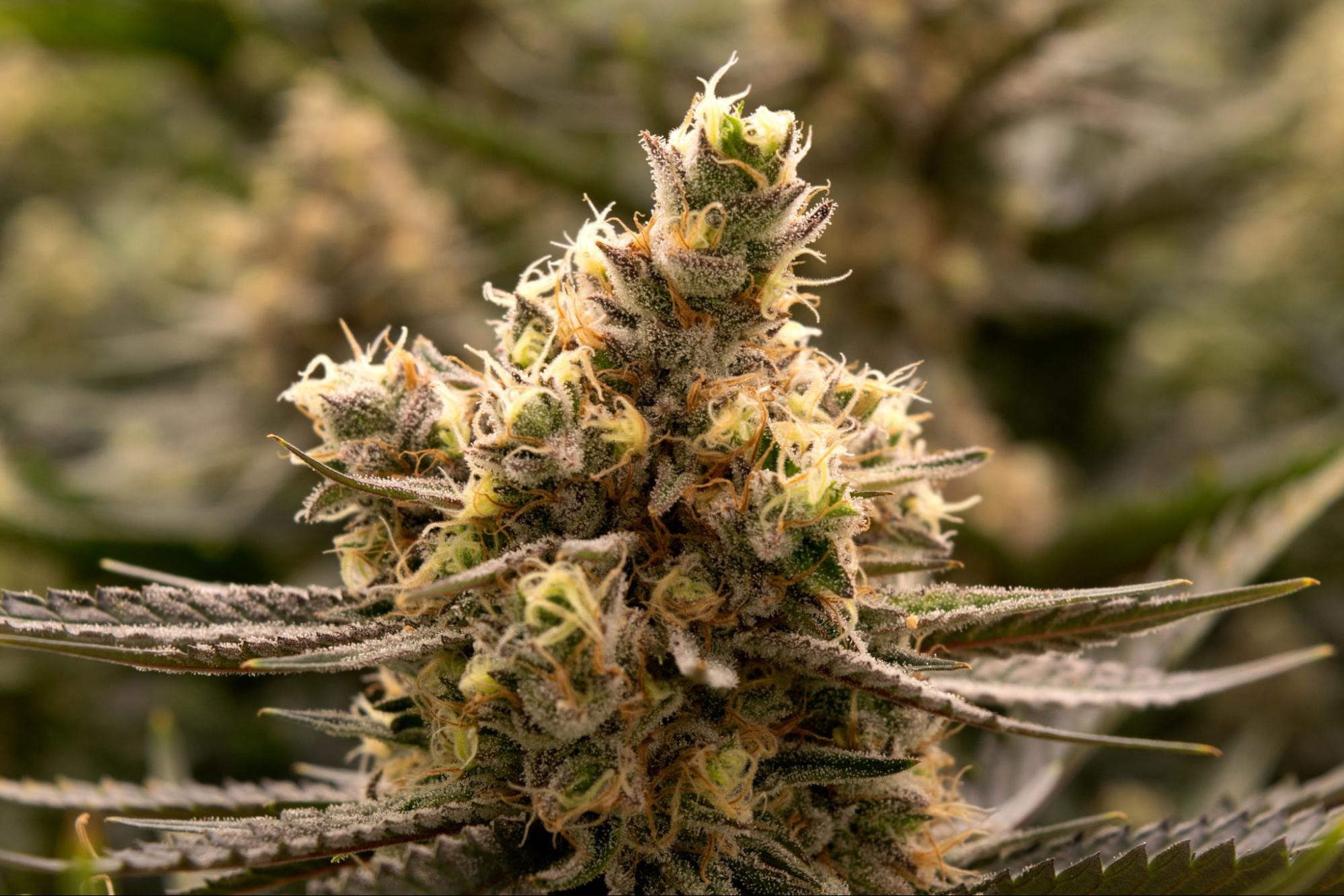 High Country: How to cultivate your own cannabis with tips from a