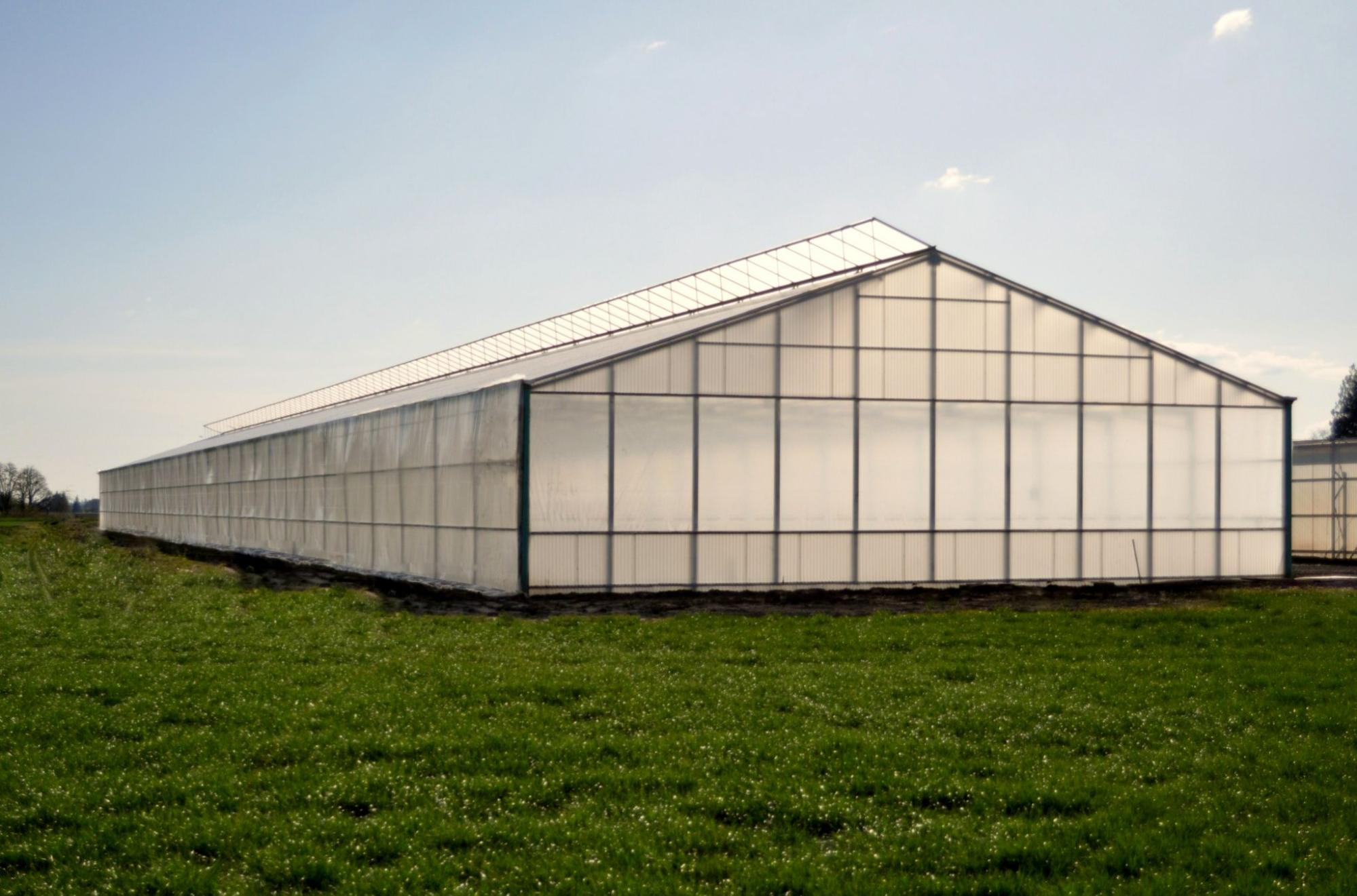 Guide To Growing Cannabis In A Greenhouse - Prospiant