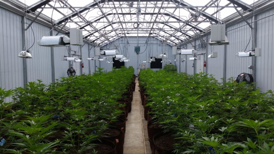 Guide To Growing Cannabis In A Greenhouse Prospiant
