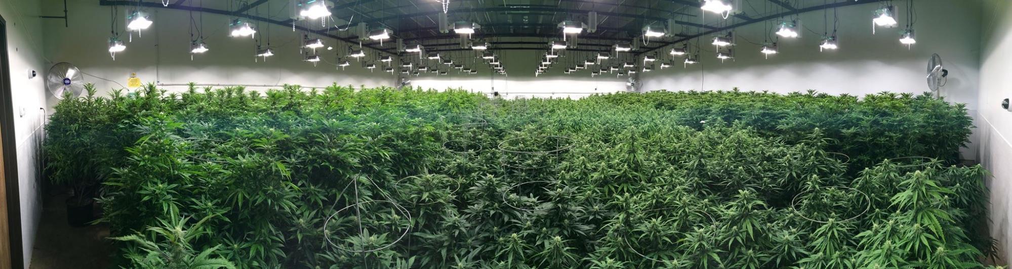 How to Grow Cannabis for the First Time Indoors